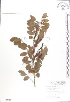 尖葉木藍藏品圖，第1張