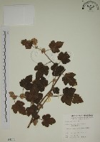 臺灣懸鉤子藏品圖，第1張