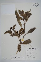 臺灣樹參藏品圖，第1張