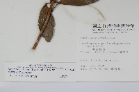 臺灣樹參藏品圖，第2張