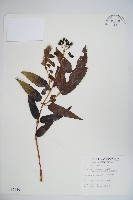 阿里山忍冬、漸尖葉忍冬藏品圖，第1張