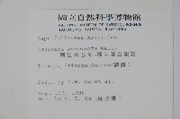 阿里山忍冬、漸尖葉忍冬藏品圖，第2張