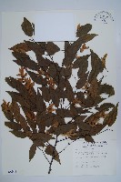 阿里山千金榆藏品圖，第1張