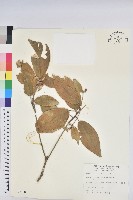 裡白巴豆藏品圖，第1張