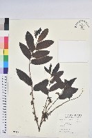 菲律賓饅頭果藏品圖，第1張