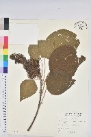 野桐藏品圖，第1張