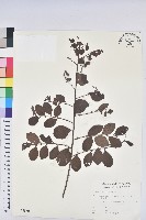 白飯樹藏品圖，第1張