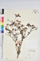 金毛杜鵑藏品圖，第1張