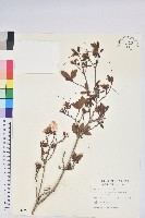 紅毛杜鵑藏品圖，第1張