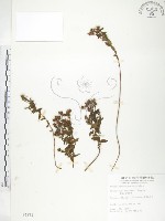 玉山金絲桃藏品圖，第1張