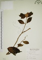 野牡丹藏品圖，第1張