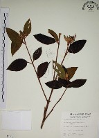 野牡丹藏品圖，第1張