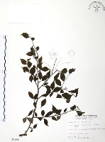 燈稱花、烏雞骨藏品圖，第1張