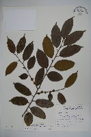 臺灣糊樗藏品圖，第1張