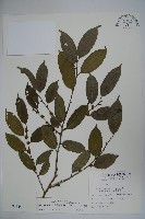 臺灣糊樗藏品圖，第1張