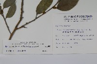 臺灣糊樗藏品圖，第2張