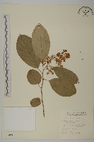 南華南蛇藤，青江藤藏品圖，第1張