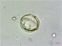 南華南蛇藤，青江藤藏品圖，第3張