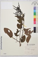 大黃鱔藤藏品圖，第1張