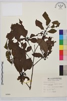 中原氏鼠李藏品圖，第2張