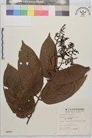 巒大雀梅藤藏品圖，第2張