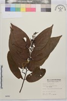 巒大雀梅藤藏品圖，第2張