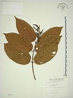 巒大雀梅藤藏品圖，第1張