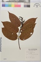 巒大雀梅藤藏品圖，第2張