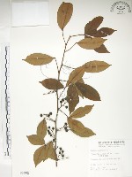 飛龍掌血藏品圖，第1張