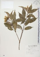 樟葉槭, 飛蛾子樹藏品圖，第1張