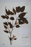 大屯尖葉槭, 川上氏槭藏品圖，第1張