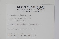 大屯尖葉槭, 川上氏槭藏品圖，第2張