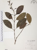 山香圓藏品圖，第1張