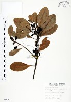 山欖、樹青藏品圖，第1張