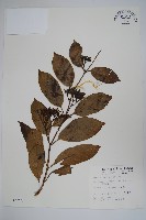 爬森藤藏品圖，第1張