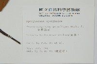 細梗絡石藏品圖，第2張