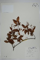 細梗絡石藏品圖，第1張