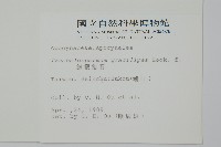 細梗絡石藏品圖，第2張