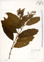 水金京藏品圖，第1張