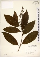 水金京藏品圖，第1張