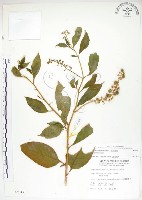 美洲商陸藏品圖，第1張