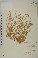 球序卷耳藏品圖，第1張