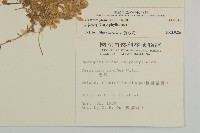 球序卷耳藏品圖，第2張