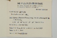 球序卷耳藏品圖，第4張