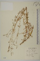 瓜槌草、漆姑草藏品圖，第1張