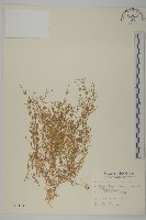 天蓬草、雀舌草藏品圖，第1張