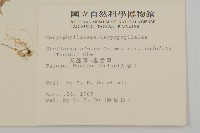 天蓬草、雀舌草藏品圖，第2張