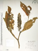 日本商陸、圓果商陸藏品圖，第1張