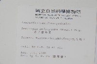 多子漿果莧藏品圖，第2張