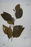 多子漿果莧藏品圖，第1張